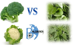 broccoli vs callaloo_v1